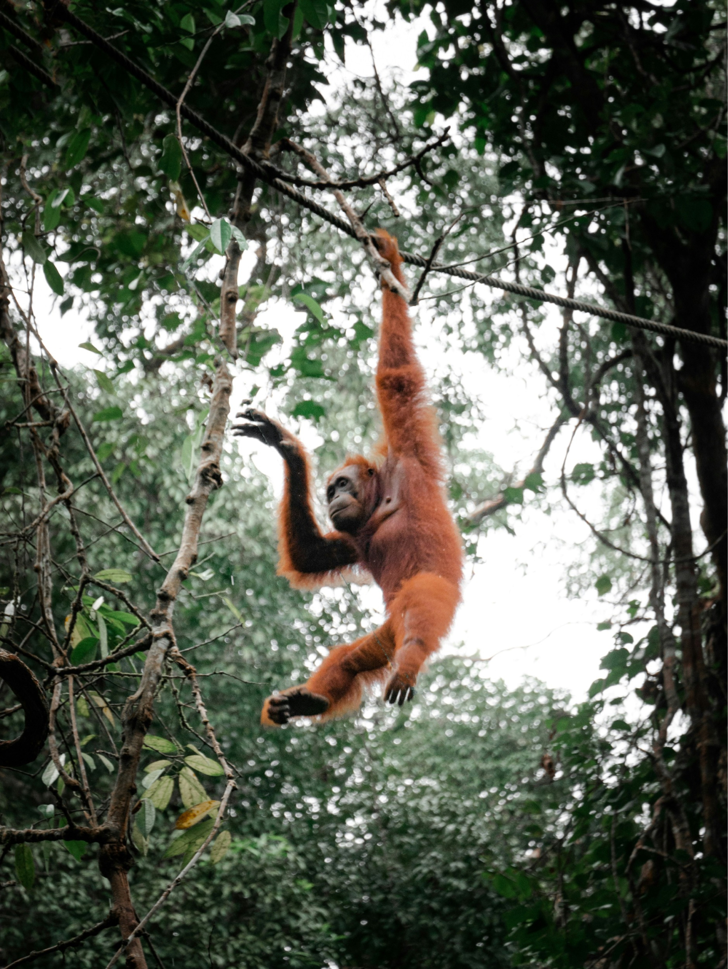 Perlindungan Orangutan